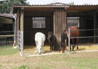 Einblick in den Offenstall, vor der Liegehalle stehen zwei Ponies und ein Pferd